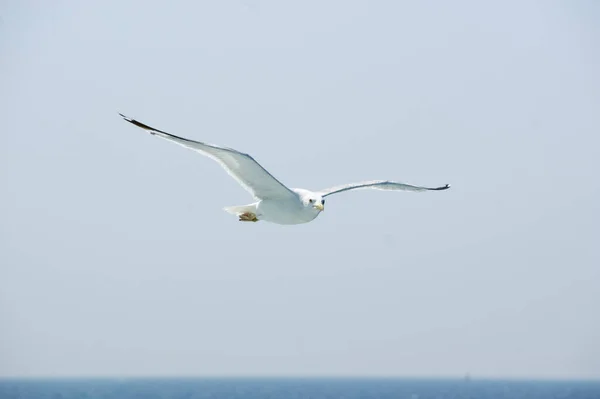 Witte Meeuw Zwevend Lucht Stockfoto