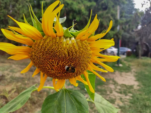 Yellow Sunflower Seeds Bumble Bee — Stock Photo, Image
