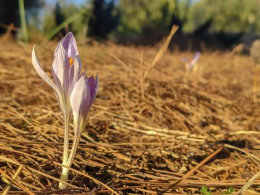 Bilimsel adı crocus speciosus olan safran çiçeği.