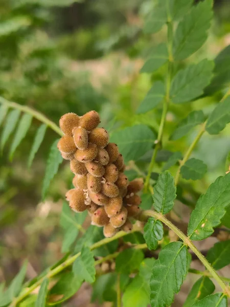 Sumac Bitkisi Meyveler Yakın Plan — Stok fotoğraf