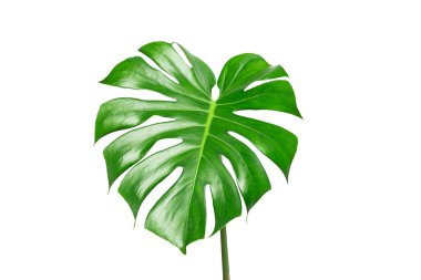 Canavar kırpma yolu ile beyaz arkaplanda izole bırakır