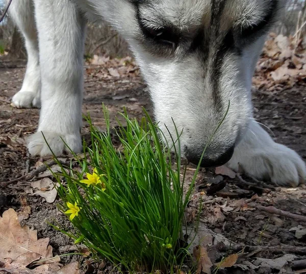 散歩中に黄色い花を嗅ぐ子犬 — ストック写真