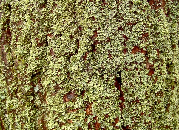 Текстура Зеленый Мох Дубовой Коре Близко — стоковое фото