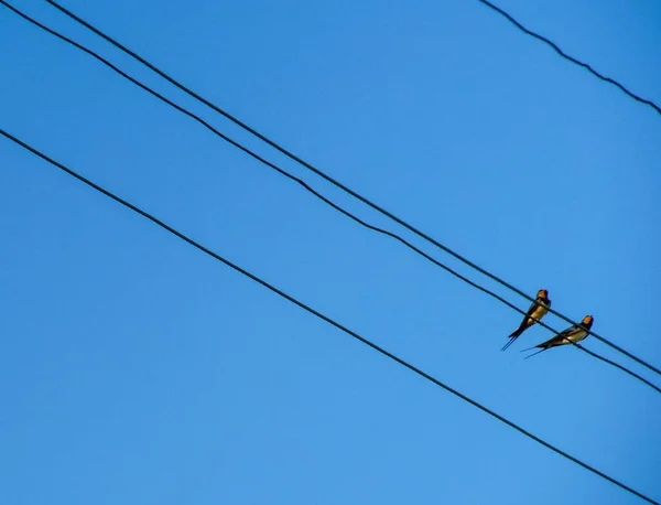 Hirondelles Asseoir Sur Des Fils Sur Fond Ciel Bleu Clair — Photo