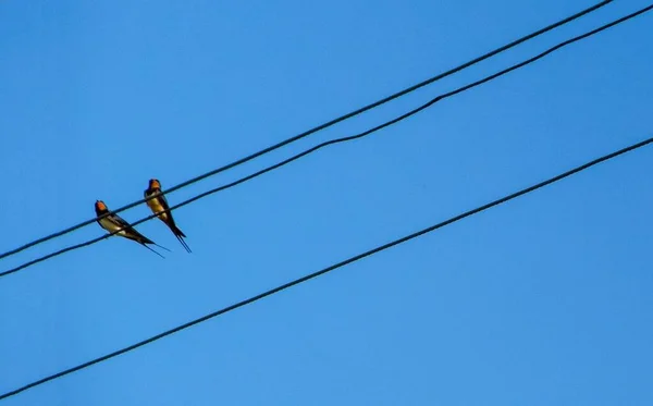 Schwalben Sitzen Auf Drähten Vor Dem Hintergrund Eines Strahlend Blauen — Stockfoto