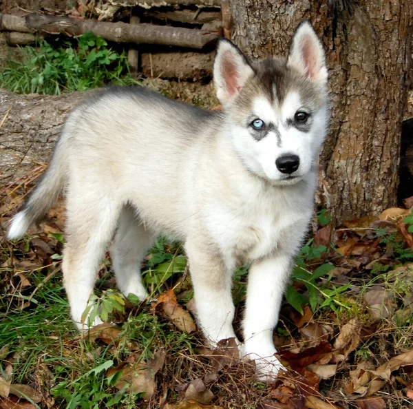 Husky Filhote Cachorro Fica Fundo Jardim Close — Fotografia de Stock