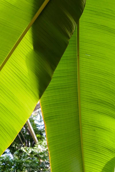 Bela banana verde folhas fundo. — Fotografia de Stock