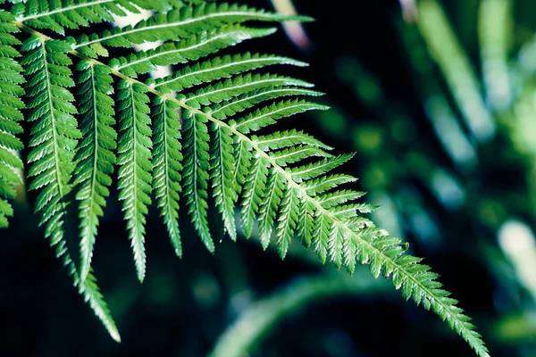 Bakgrund med gröna ormbunksblad. — Stockfoto