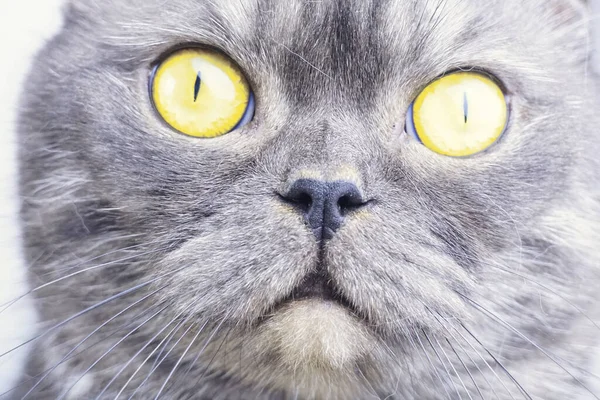 Beautiful gray cat closeup on white background. — Stock Photo, Image