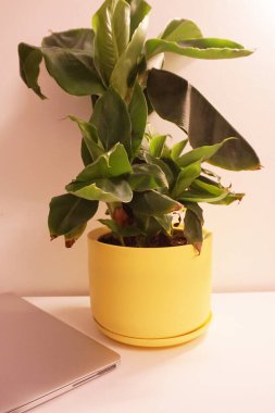 Muz bitkisi gri duvarın yanındaki sarı tencerede..