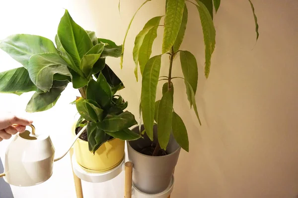 Muz bitkisi gri duvarın yanındaki sarı tencerede..