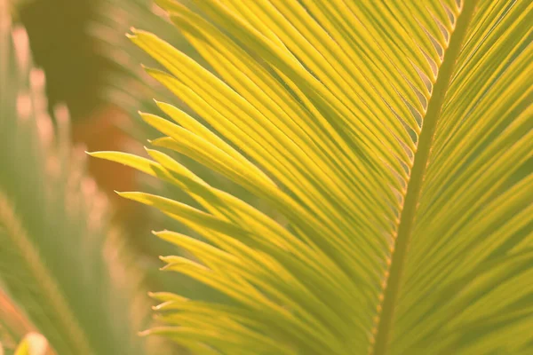 빛으로 식물원에 야자나무 잎으로 뒤덮인 — 스톡 사진