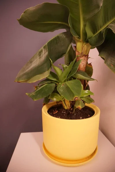 Muz bitkisi gri duvarın yanındaki sarı tencerede..