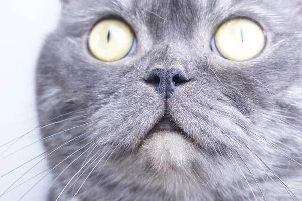 Красивая Шотландская Серая Кошка Желтыми Глазами Макро Крупный План — стоковое фото