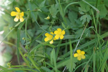 Küçük sarı çiçekli taze yeşil çimen. Makro.