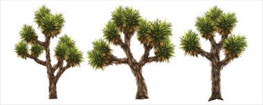 Joshua Tree Vektör Resimleri Amerika çölünde bir ağaçtır..