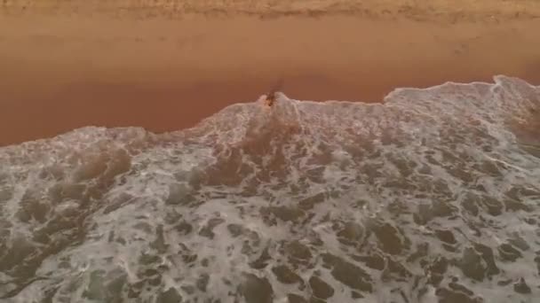 印度洋海岸上的一只狗 从高处俯瞰 斯里兰卡 — 图库视频影像