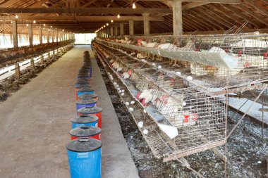 Tavuklarda batarya kafesleri