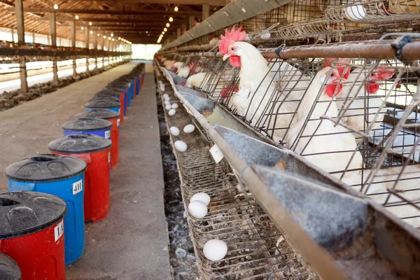 Tavuklarda batarya kafesleri