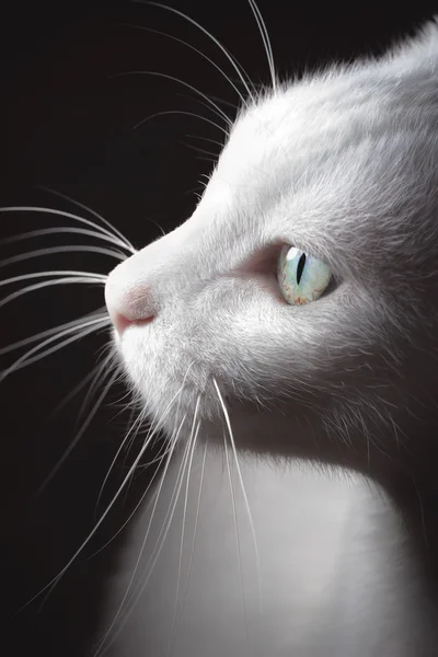 Van Cat turco — Foto Stock