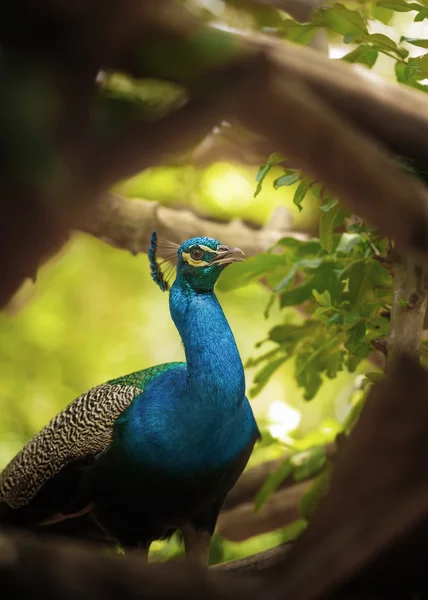 Peacock Pavo Cristatus — Stockfoto