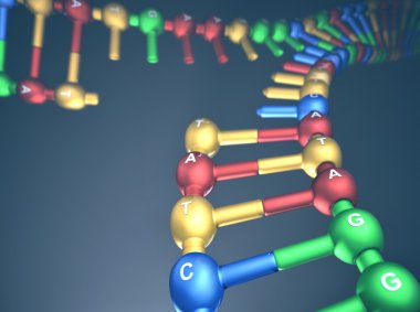DNA çoğaltma çatal