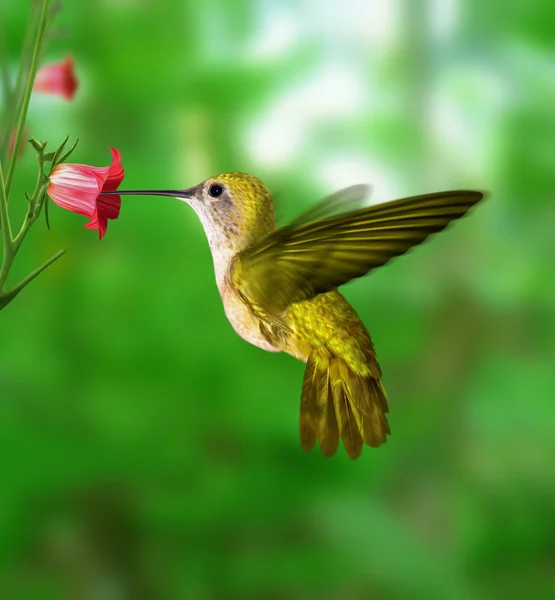 Hummingbird feeding from the flower. — Stock Photo, Image