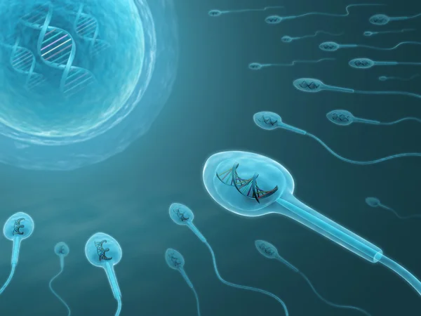 Un sacco di spermatozoi vanno all'ovulo — Foto Stock