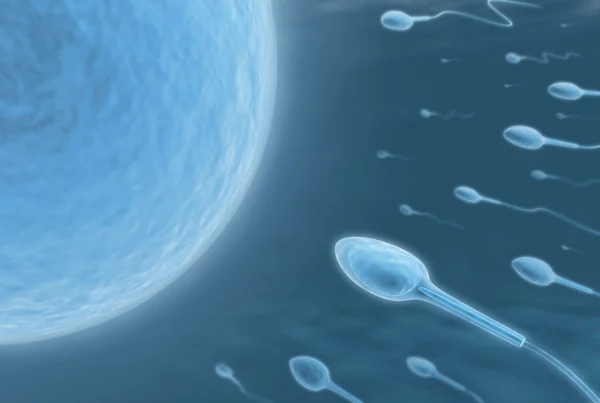 Сперматозоїди йдуть до яйцеклітини — стокове фото
