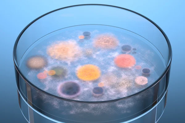 Bacteria and fungus in a petri dish.