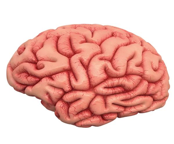 Cervello umano su bianco — Foto Stock
