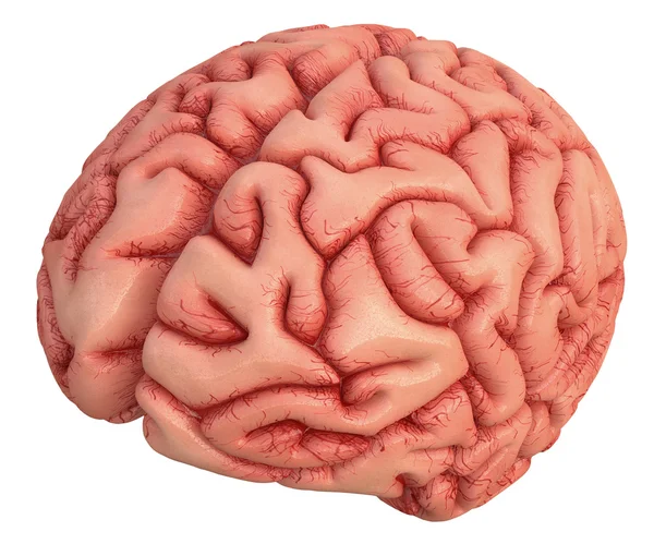 Cervello umano su bianco — Foto Stock