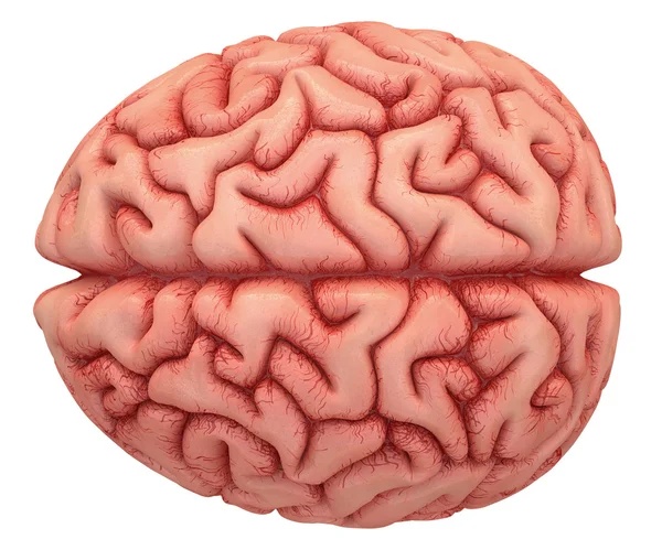 Lidský mozek na bílém pozadí — Stock fotografie