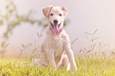 Köpek yavrusu çalıştıran ve oynamaya sonra yorgun.