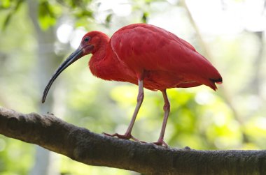 Scarlet ibis on top of a tree branch clipart