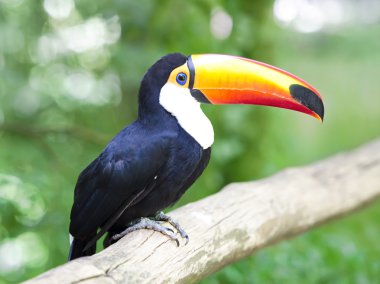 Gövde muhteşem Toucan.