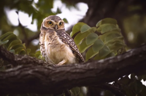 Cute little owl — Stock Photo, Image