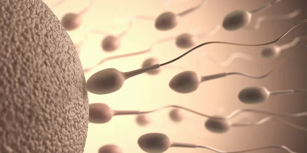 Spermatozoi che vanno all'ovulo — Foto Stock