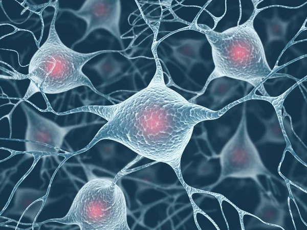 Brain with nervous system and neuron — Stock Photo, Image