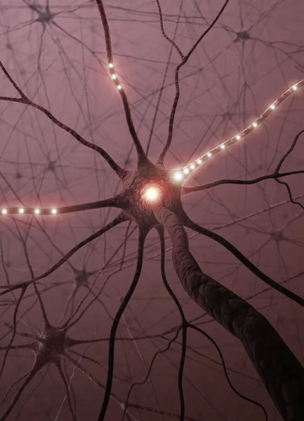 Brain with nervous system and neuron — Stock Photo, Image
