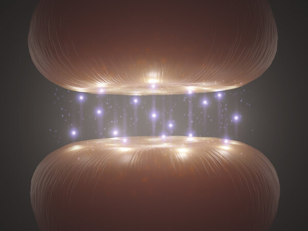 Synapse in the nervous system