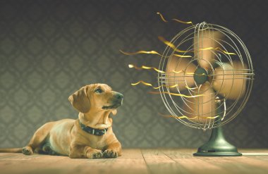 The dog is cooling down with the fan