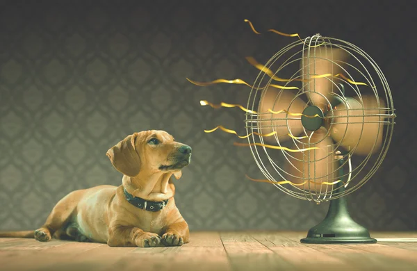 The dog is cooling down with the fan — Stock Photo, Image