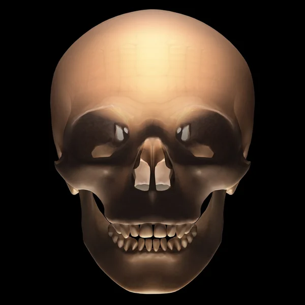 Skull on black background — Stock Photo, Image