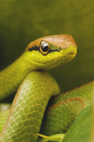 Green snake in leaves Stock Picture