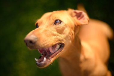 mutlu köpek arıyorum