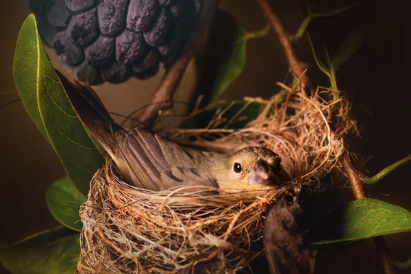 Oiseau dans le nid — Photo