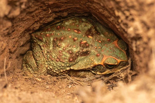 Toad In Nature — Stock Photo, Image