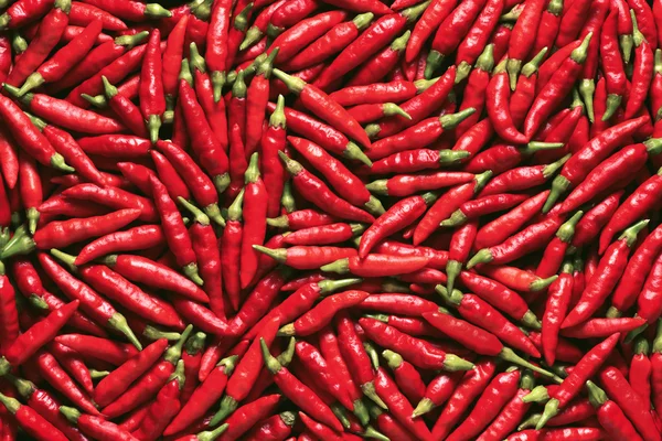 Pimienta roja vibrante — Foto de Stock