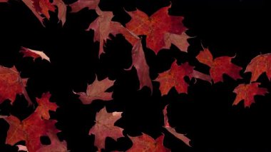 Alfa Kanalı ve Döngüsü ile Akçaağaç Kuru Yaprağı